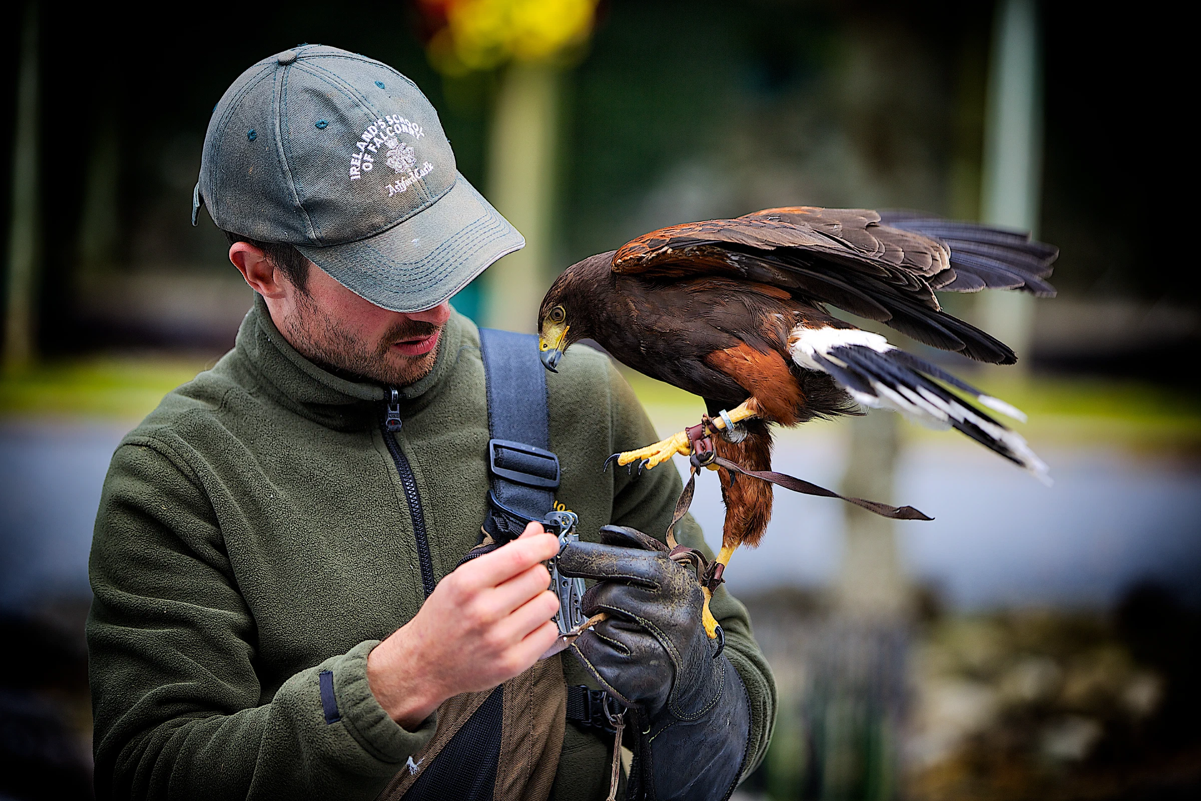 Ireland School of Falconry