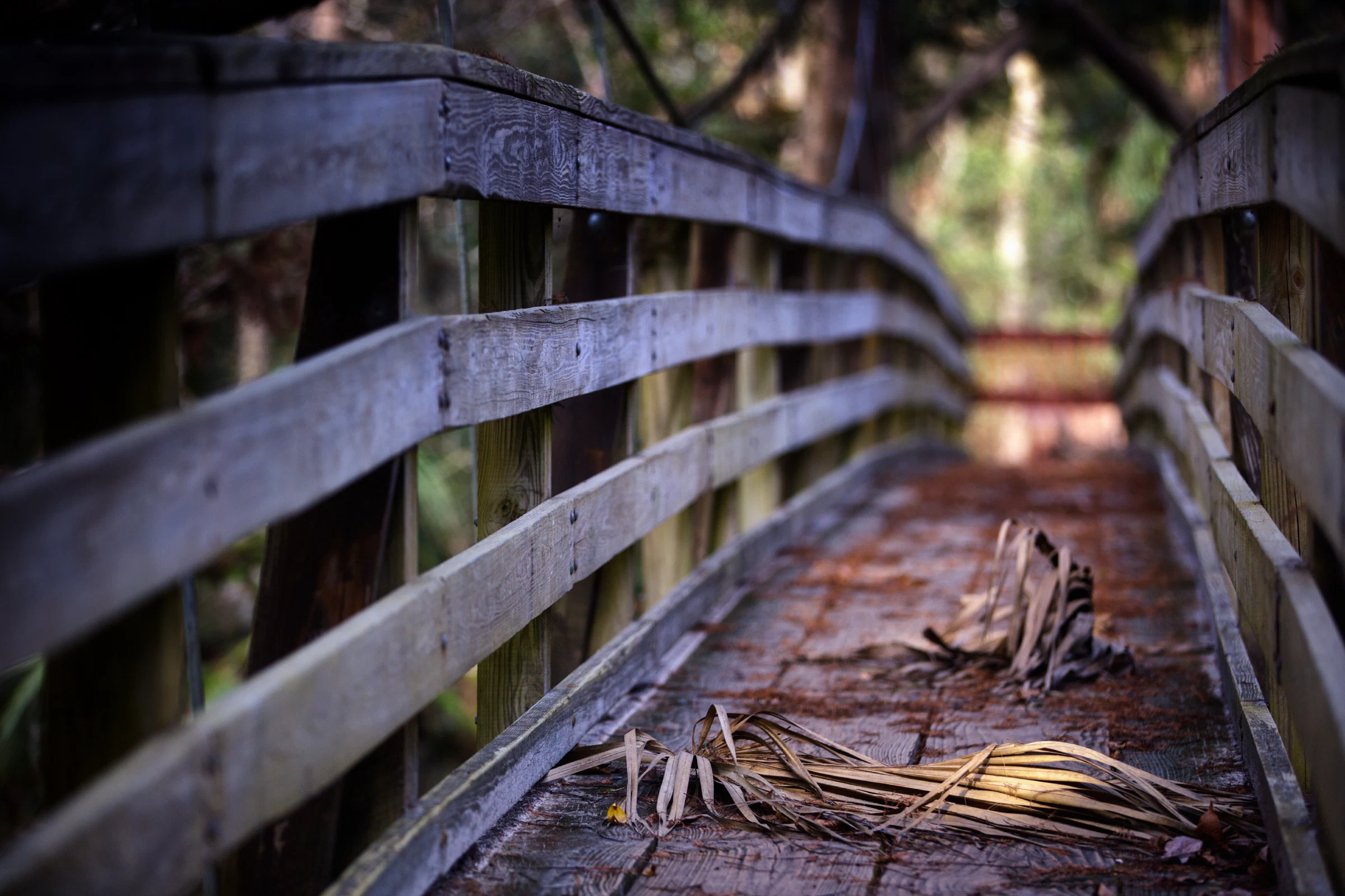 Hillsboro State Park, Florida