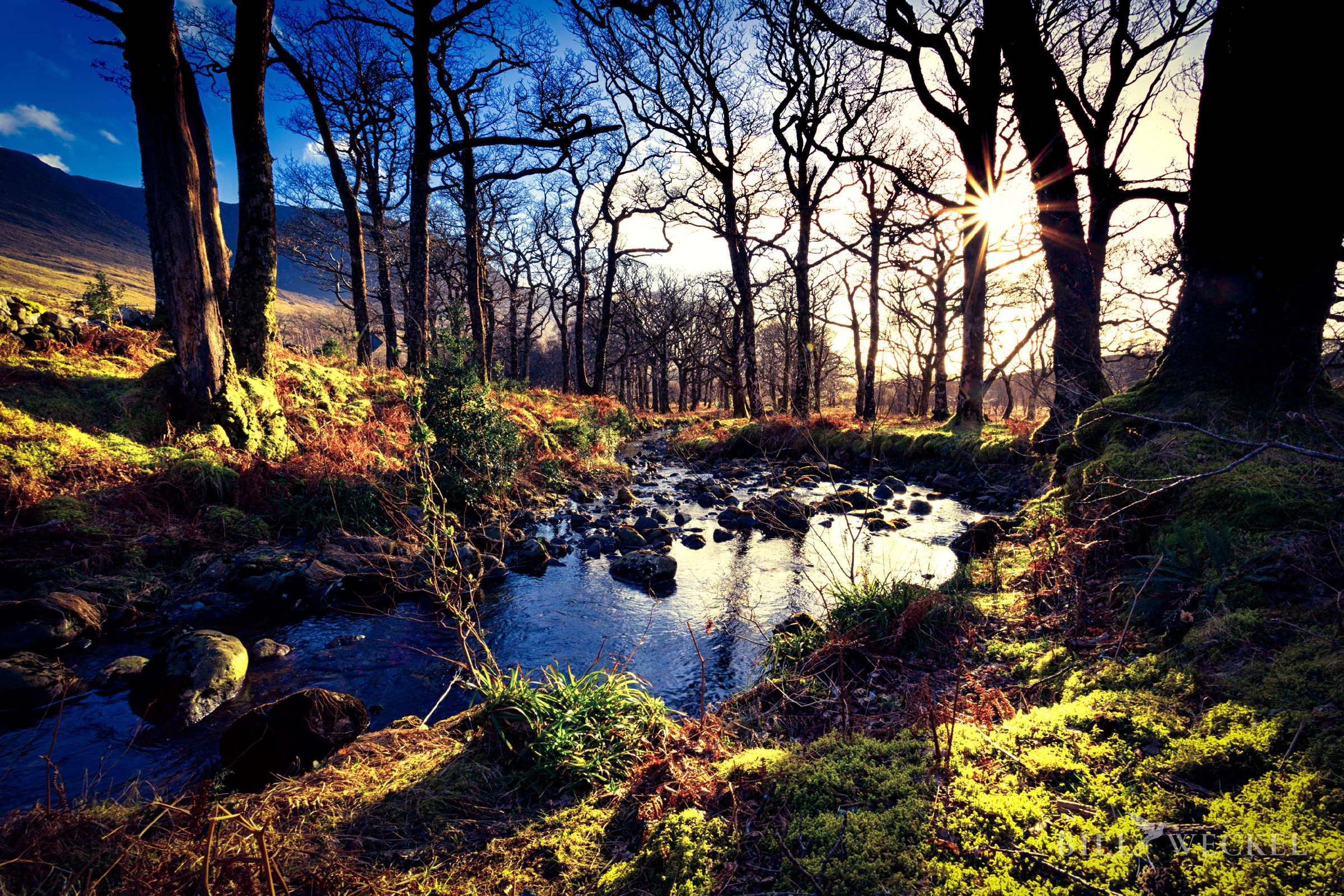 Brackloon Woods