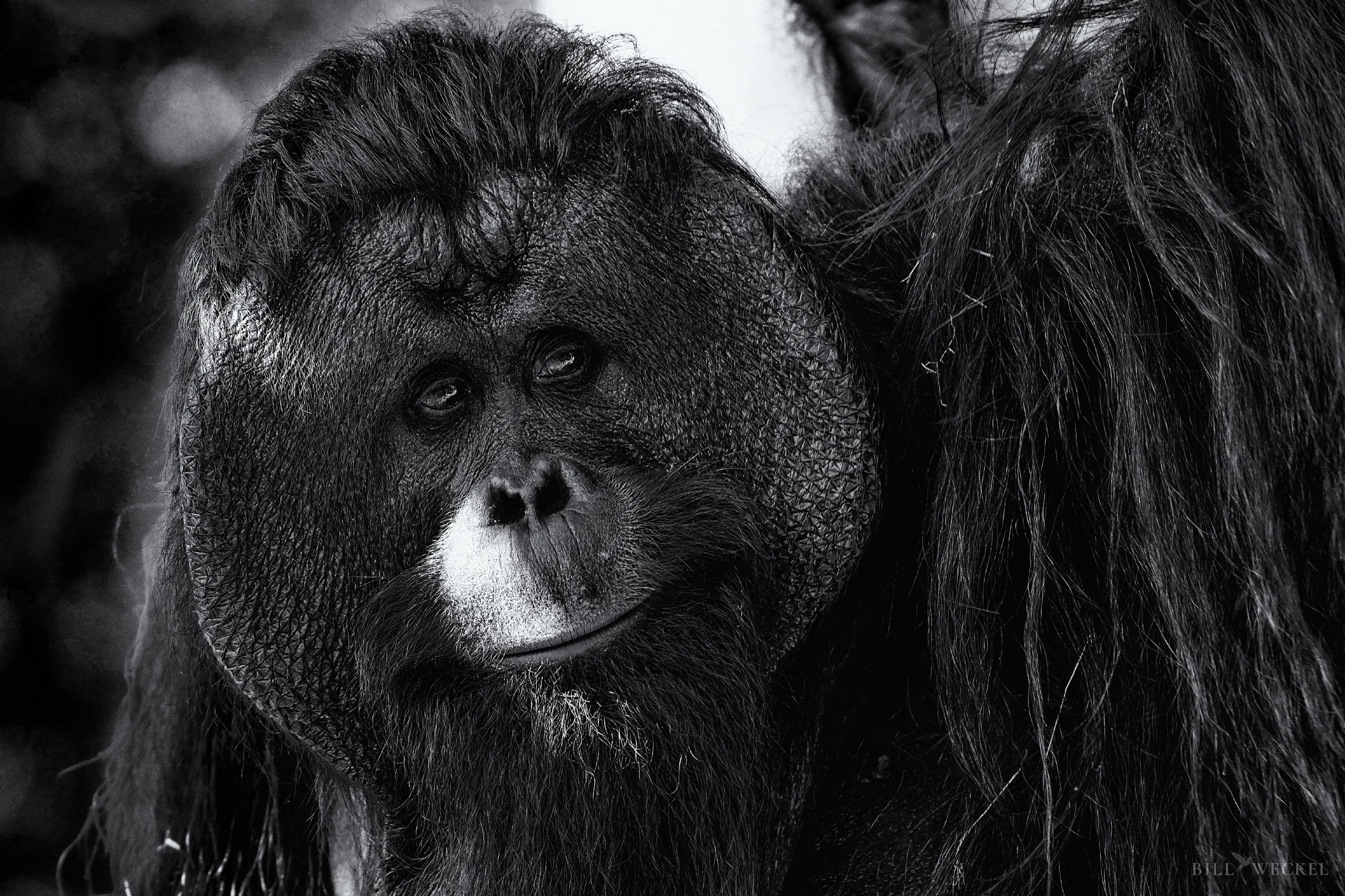 Orangutan