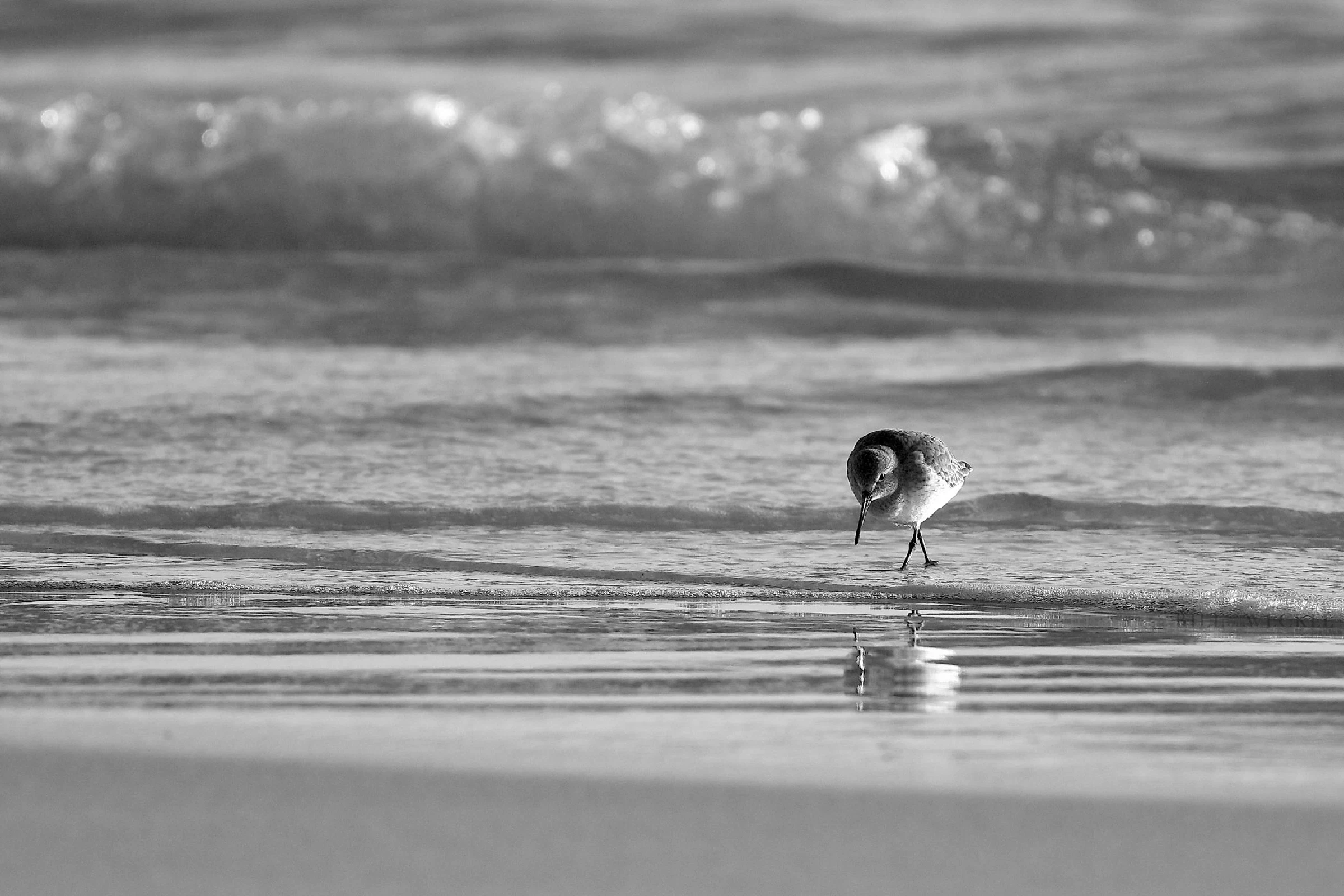 Willet