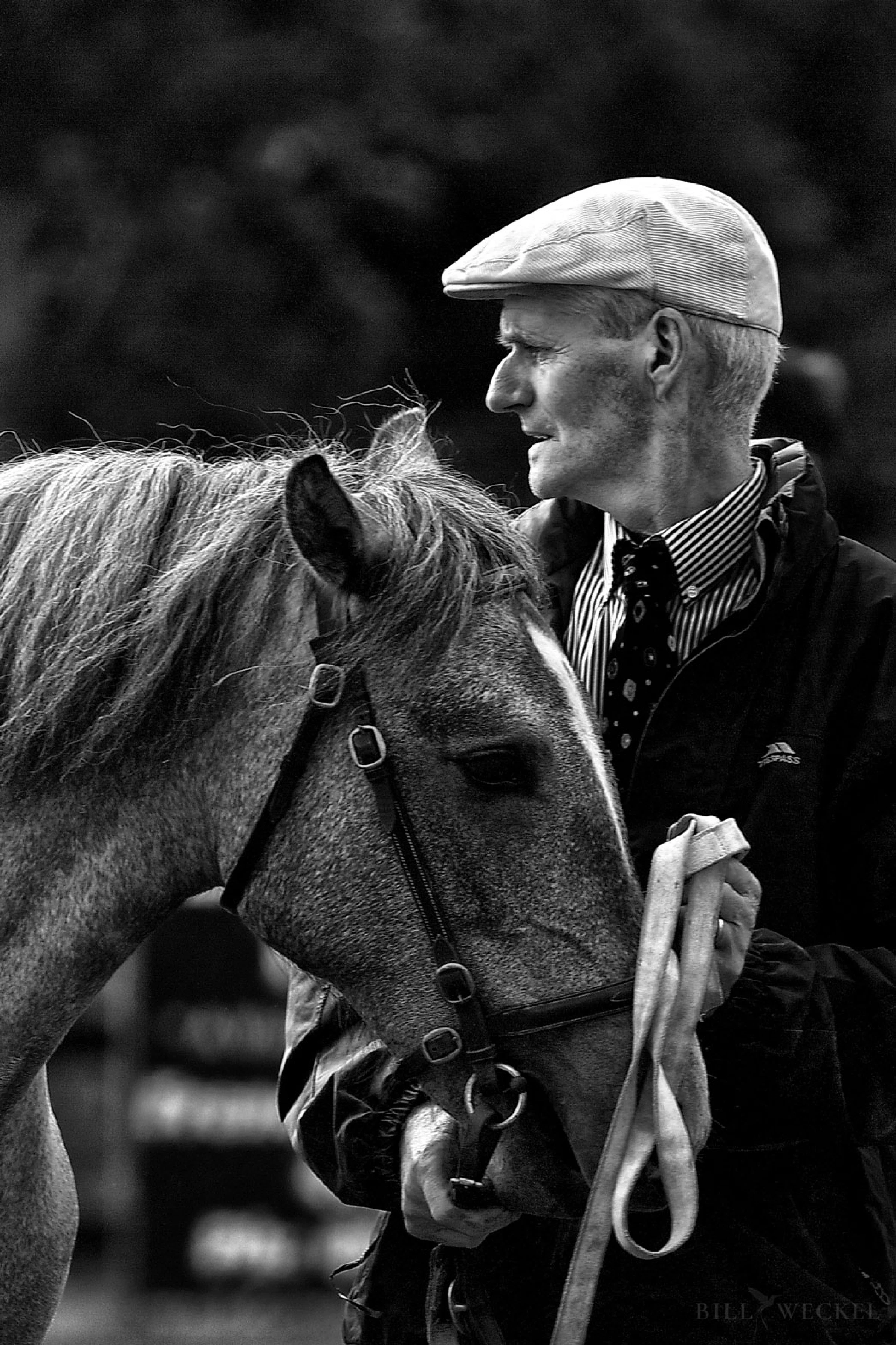 Connemara Pony Show