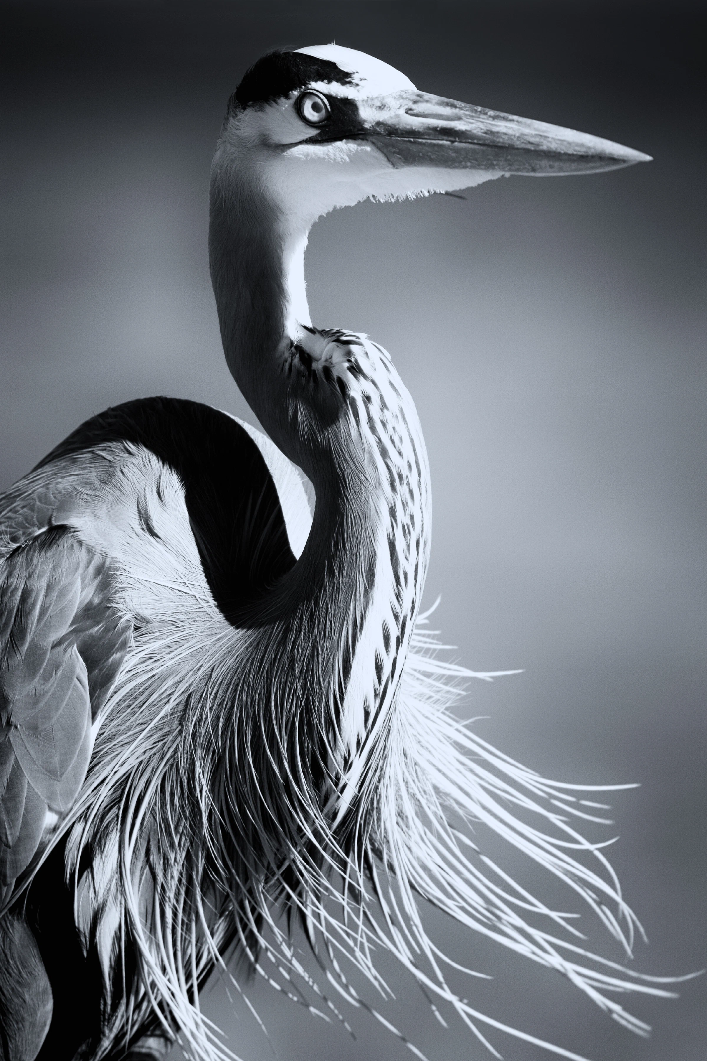 Great blue heron