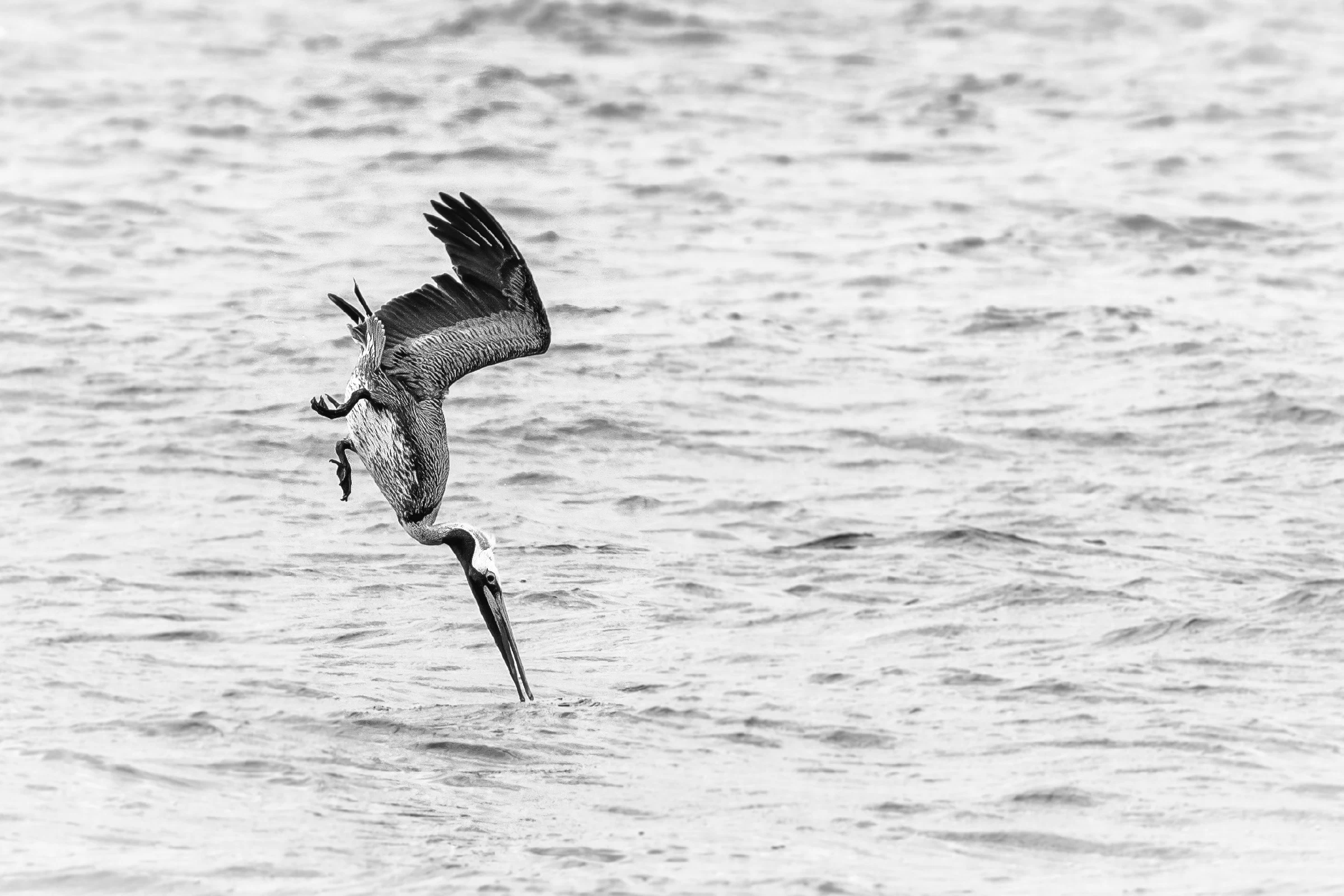 Brown pelican