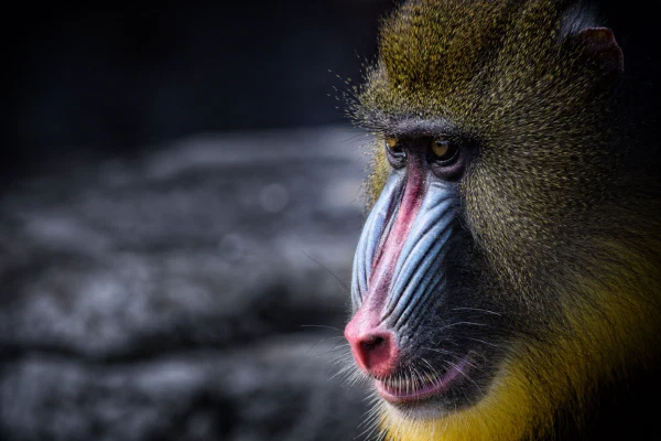 Wildlife