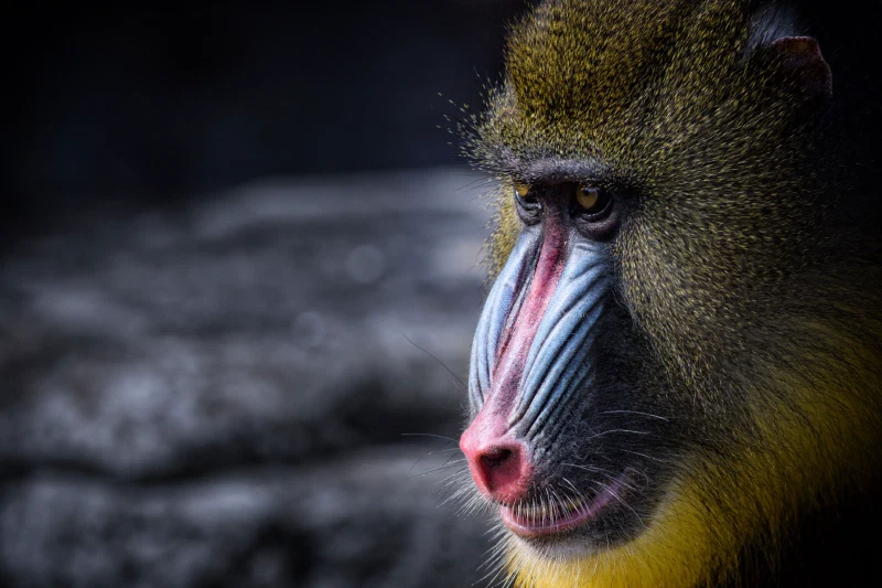Wildlife