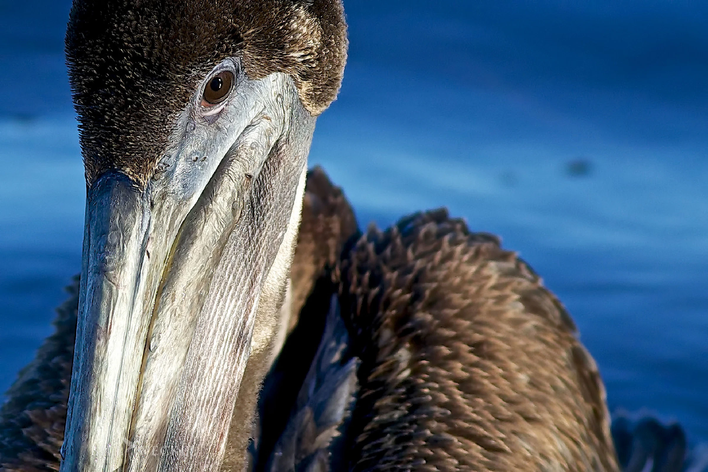 Juvenile brown pelican