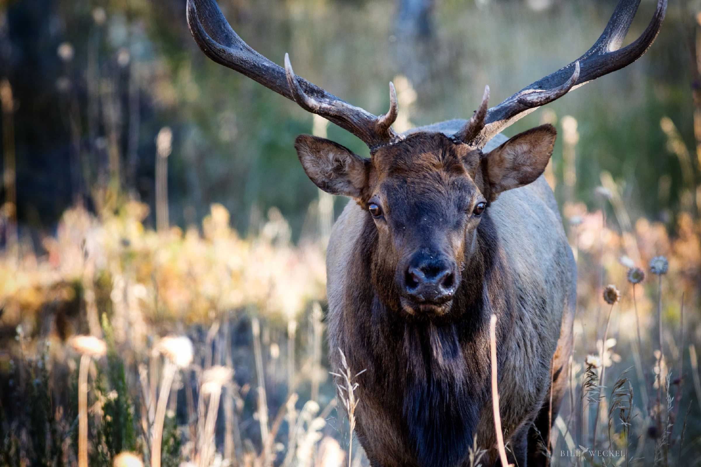 Bull elk