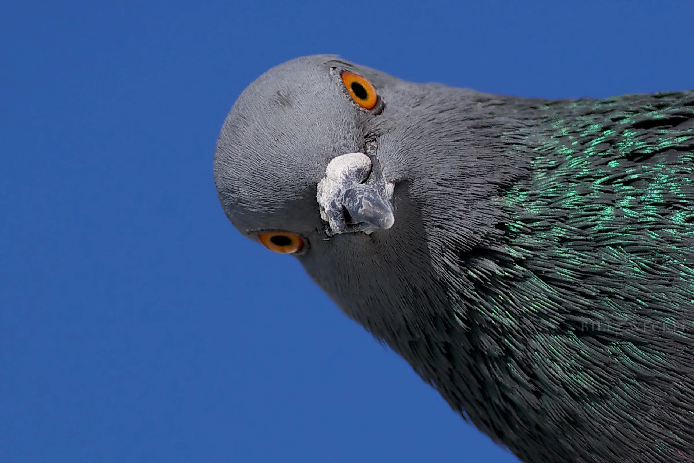 Rock dove
