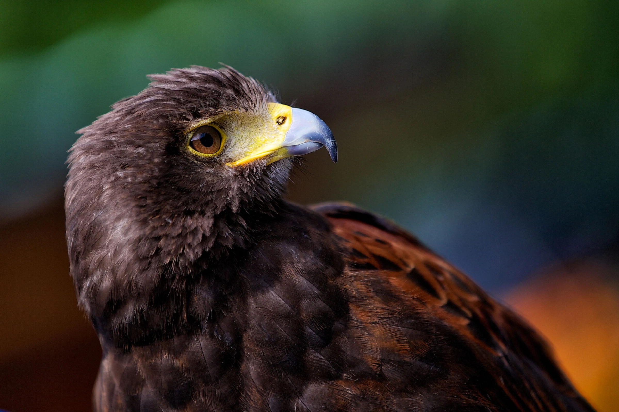 Red-tail hawk