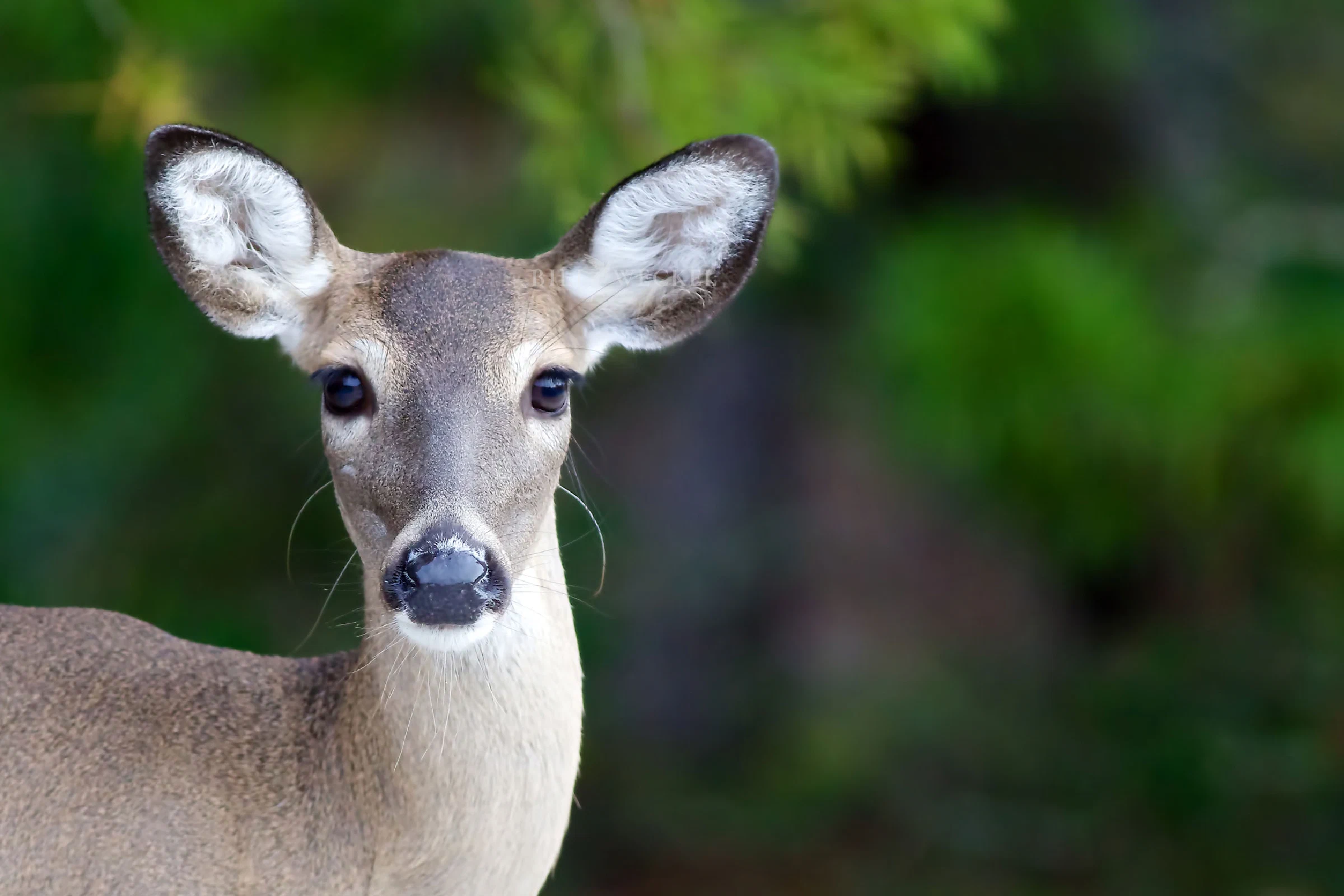 White-tailed deer