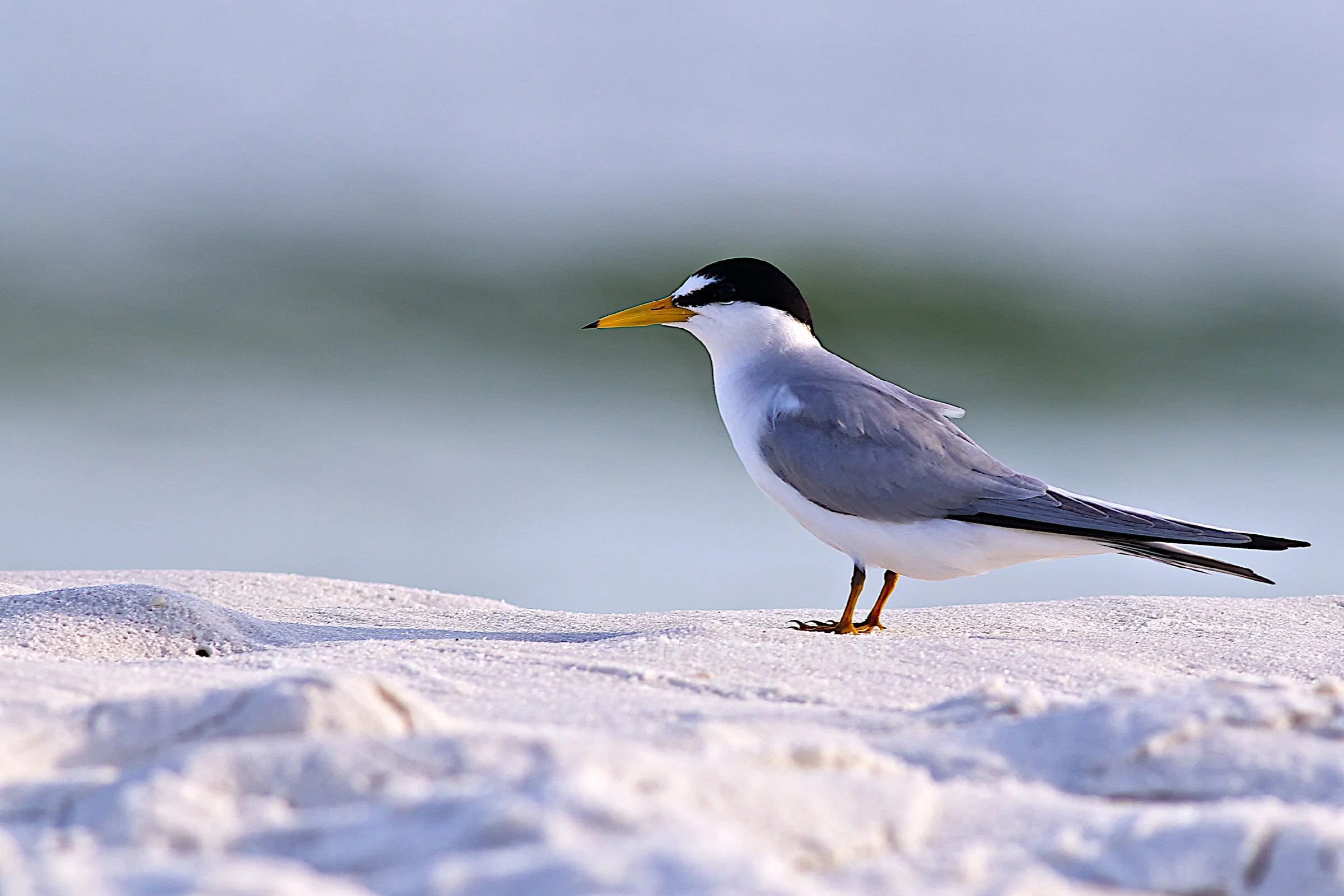 Royal tern