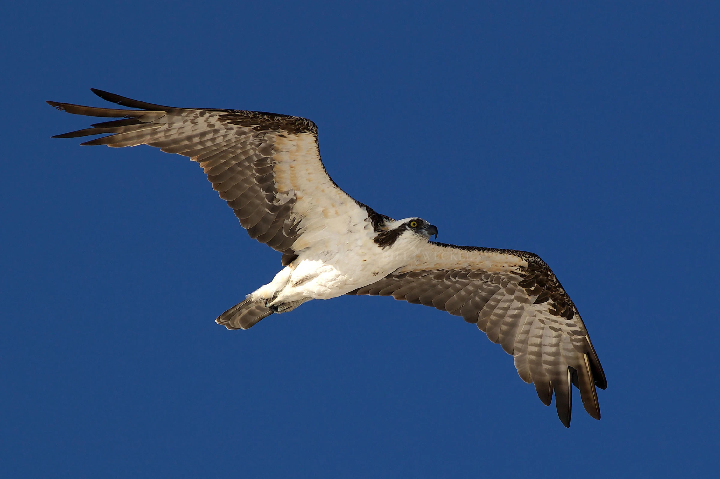 Osprey