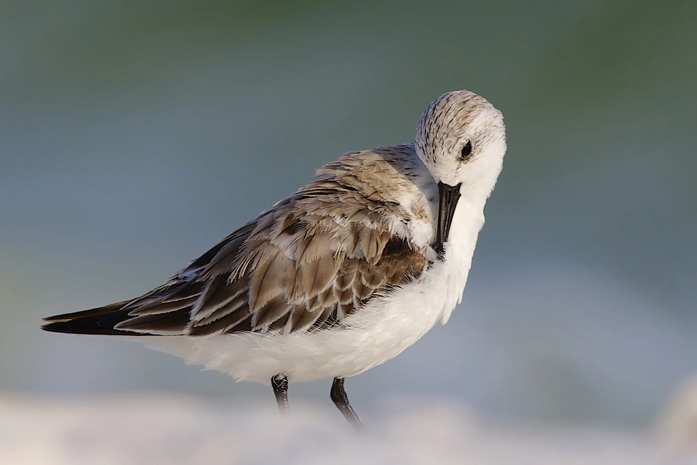 Sanderling