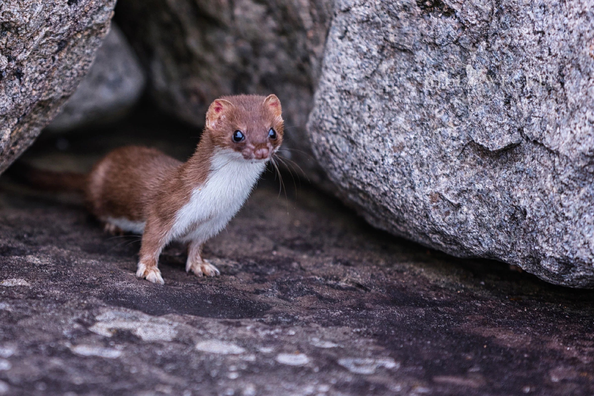Weasel