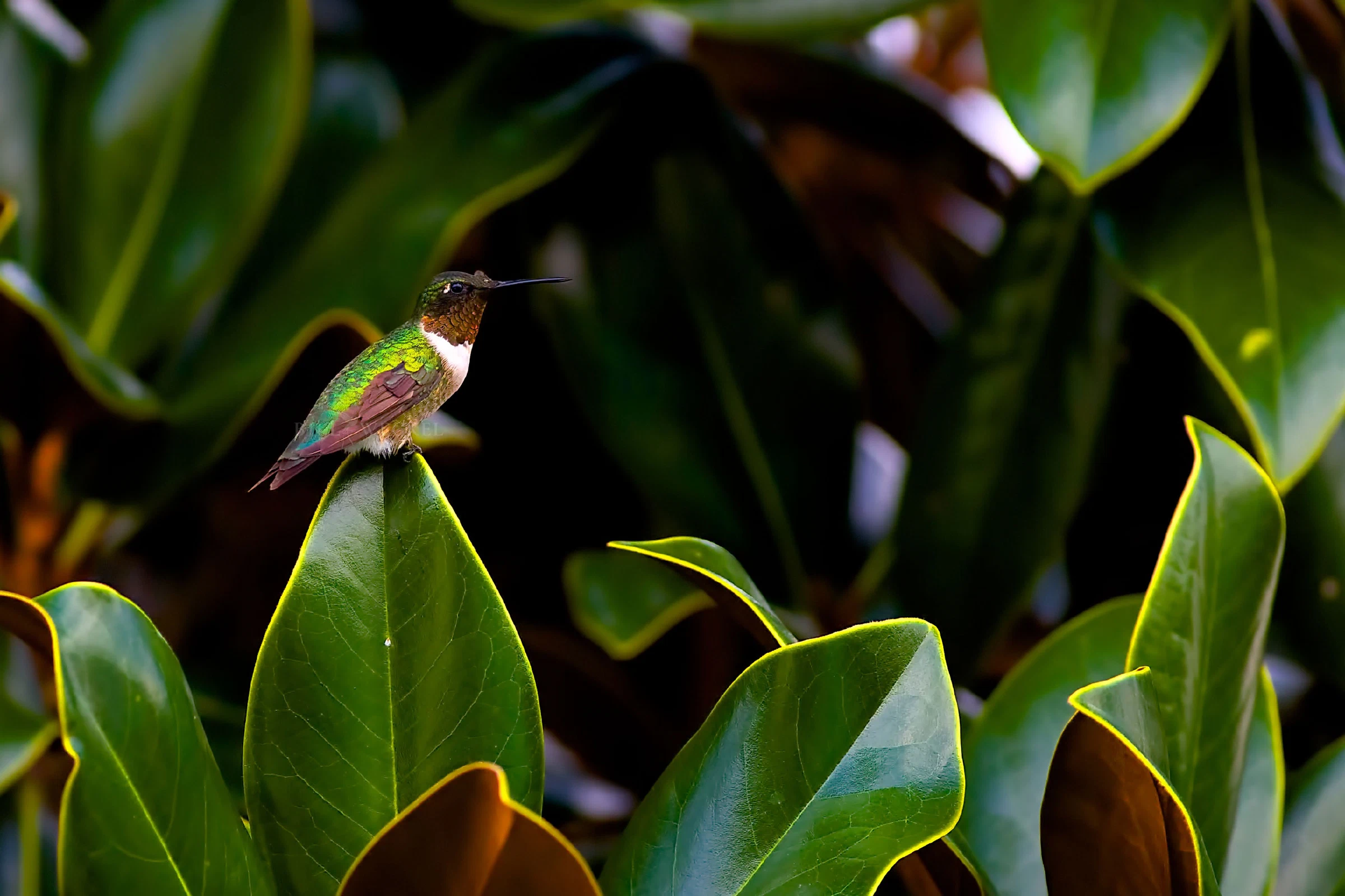 Roufus hummingbird