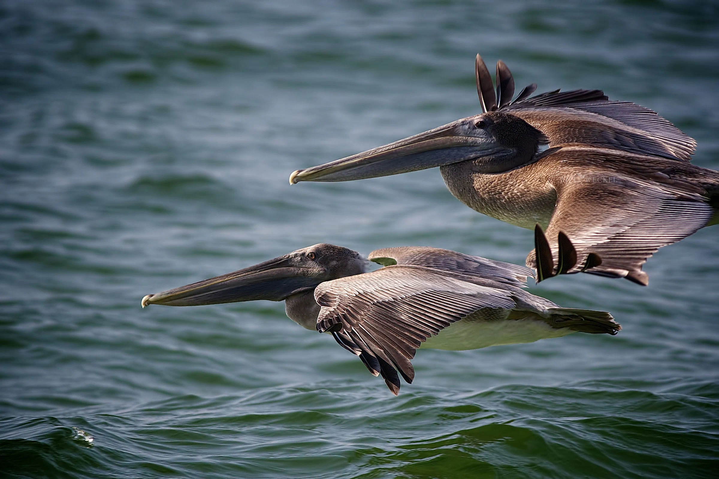Brown pelicans