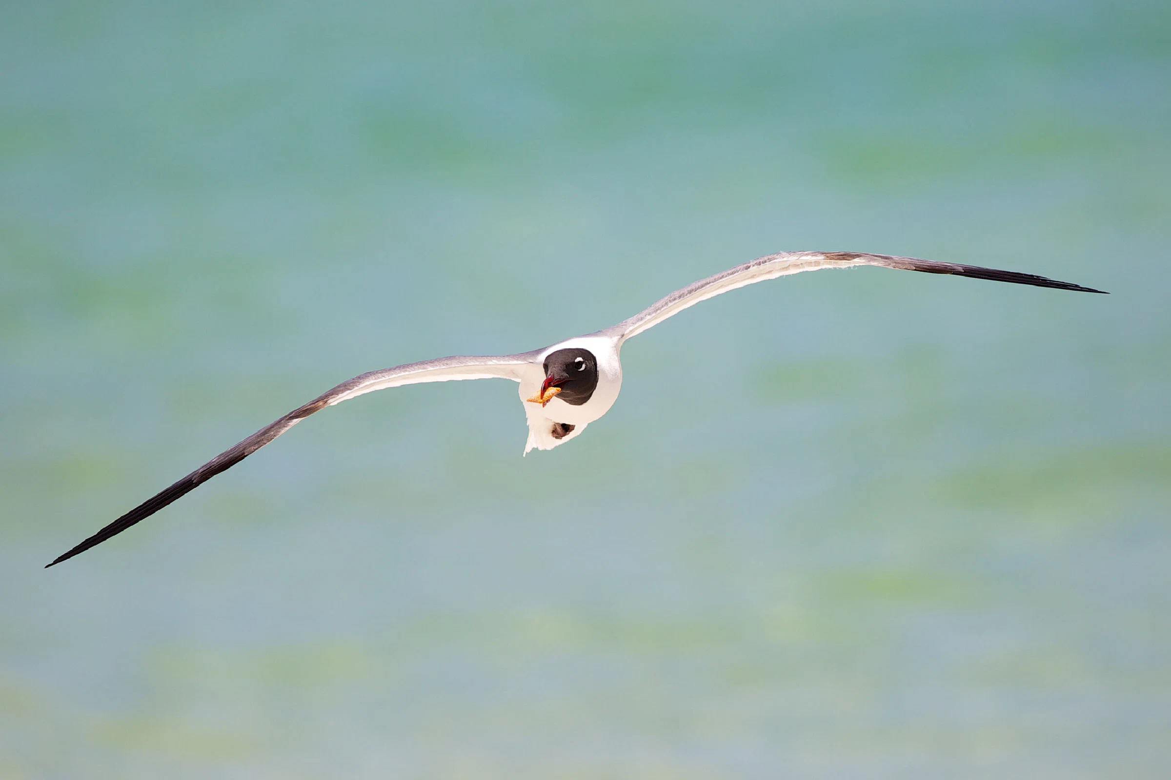 Laughing gull