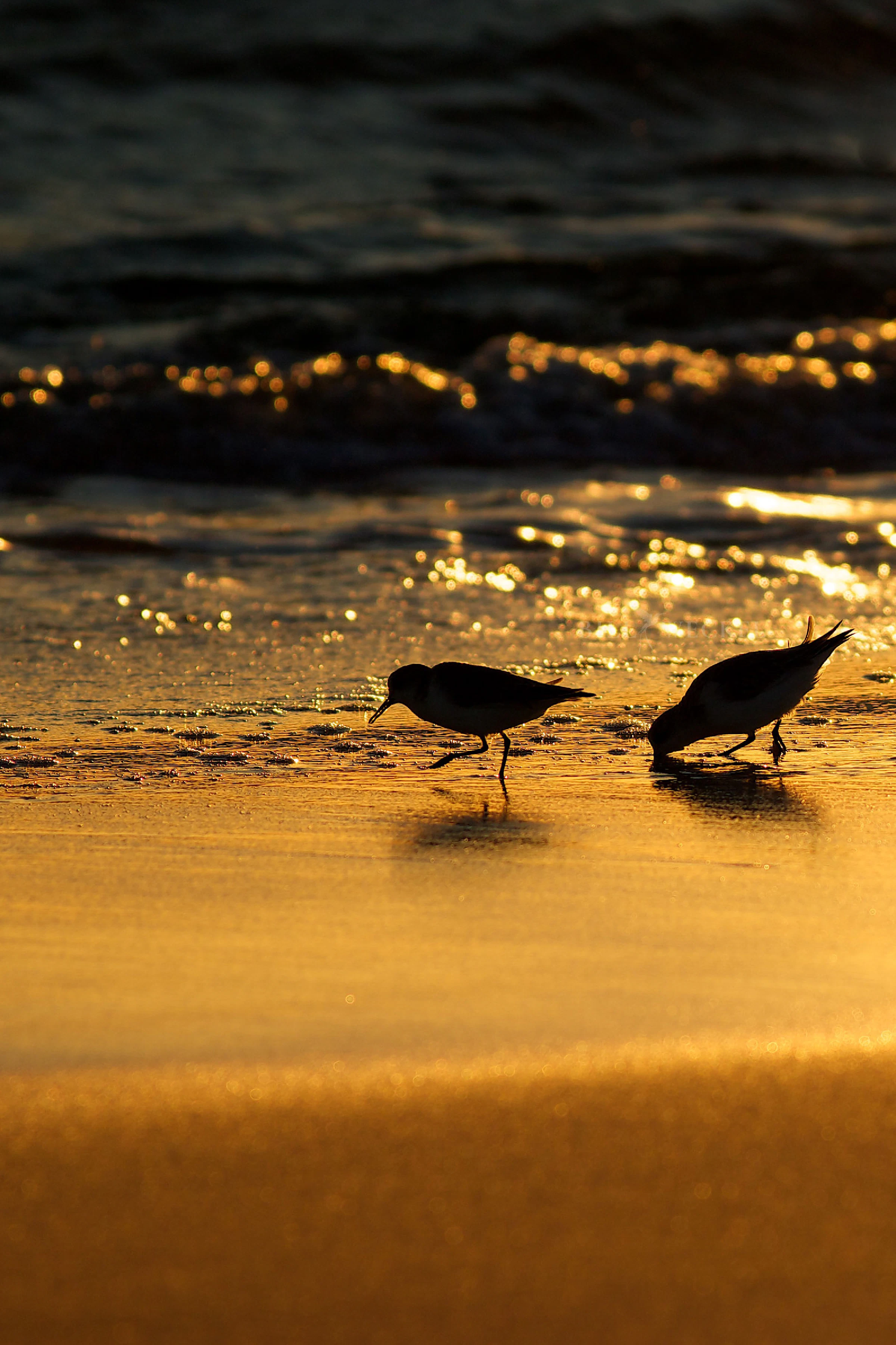 Sanderlings