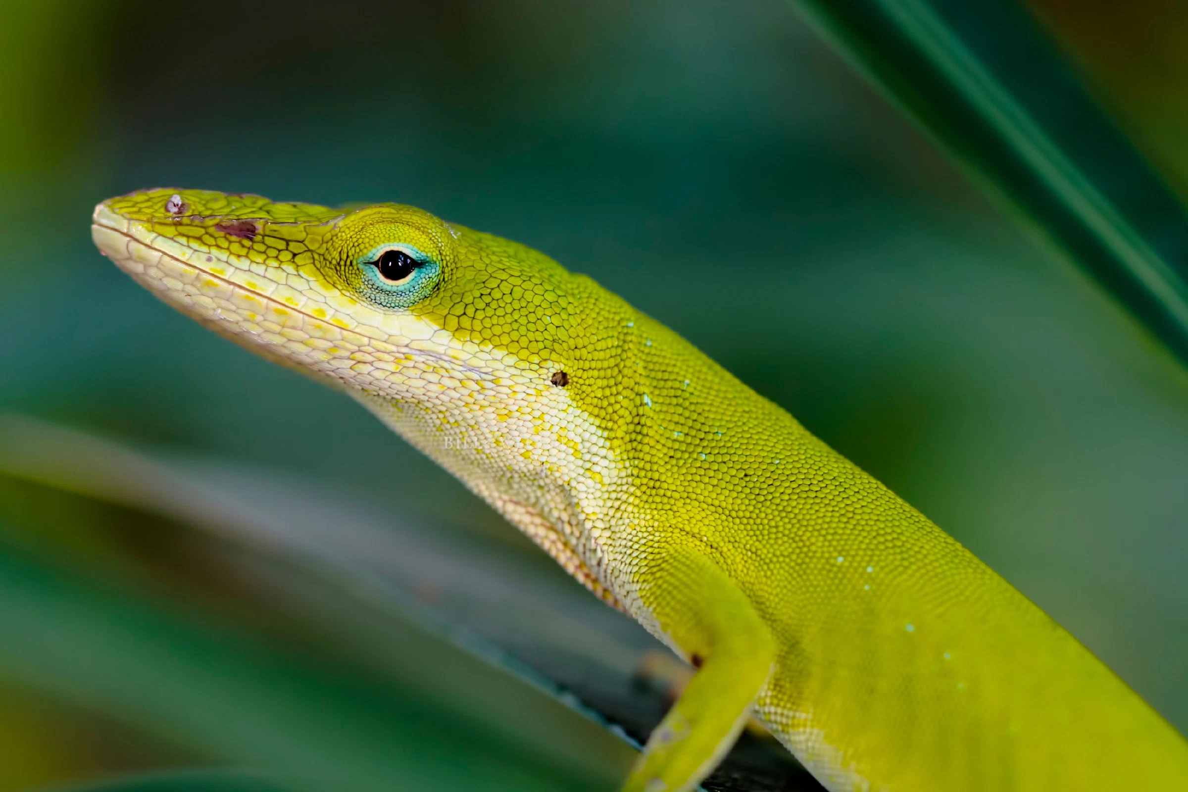 Carolina anole