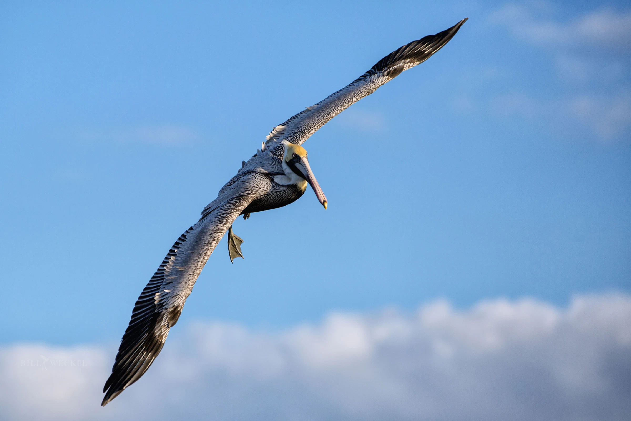 Brown pelican