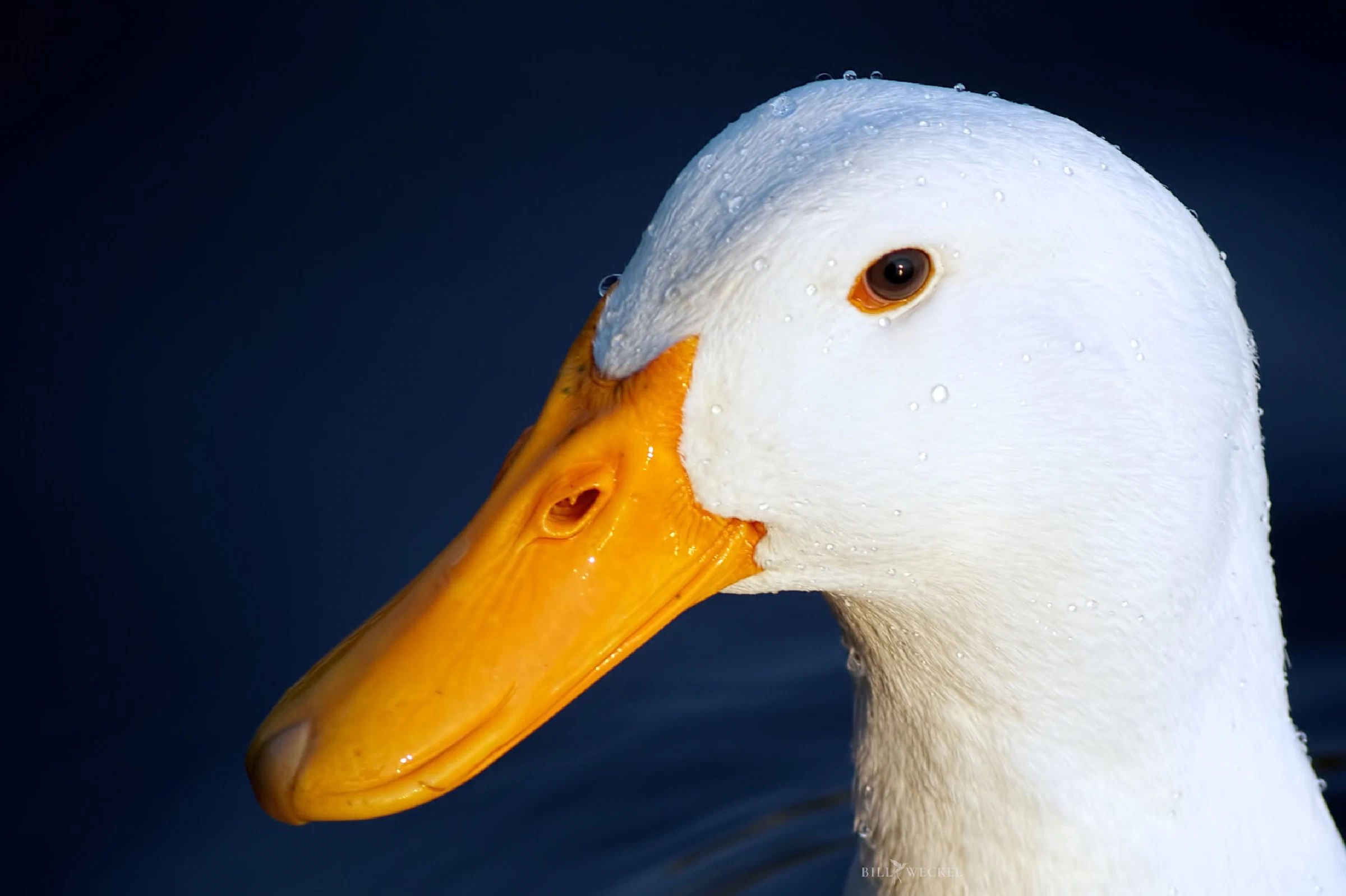 American Pekin duck