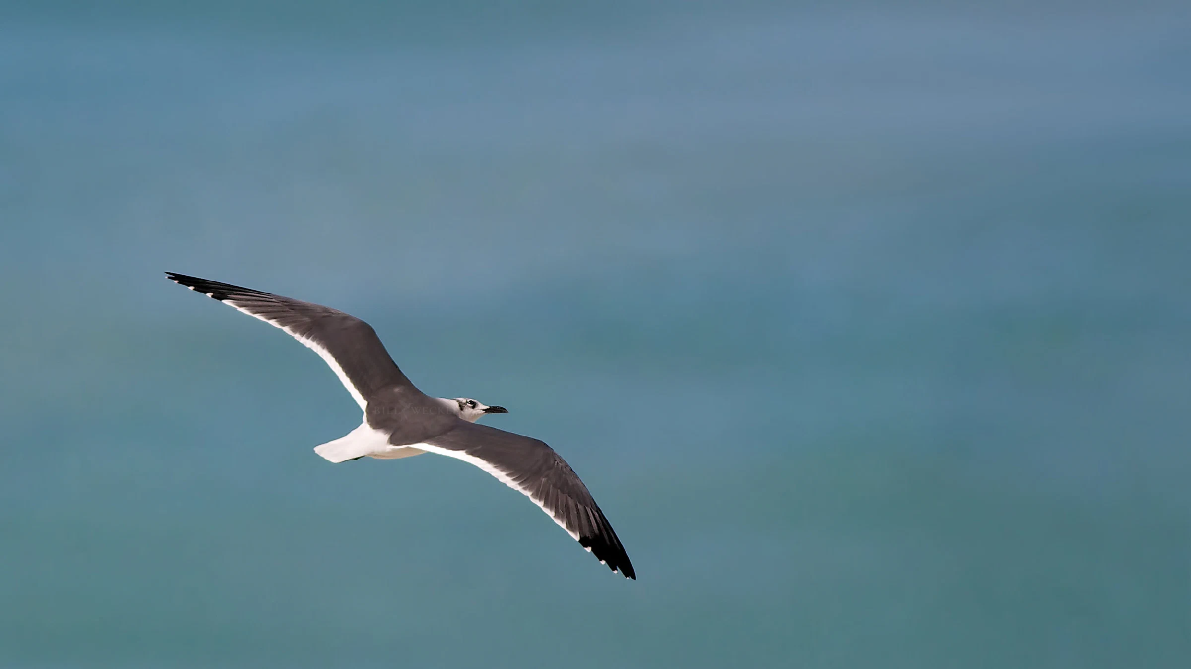 Laughing gull