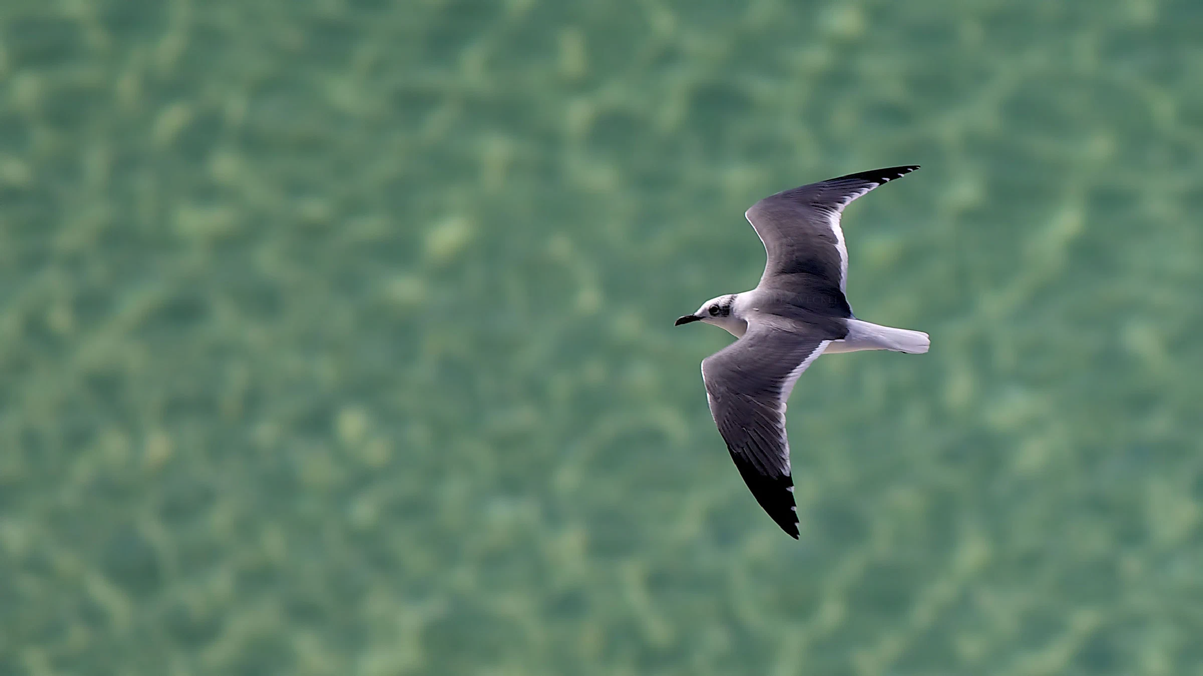 Laughing gull