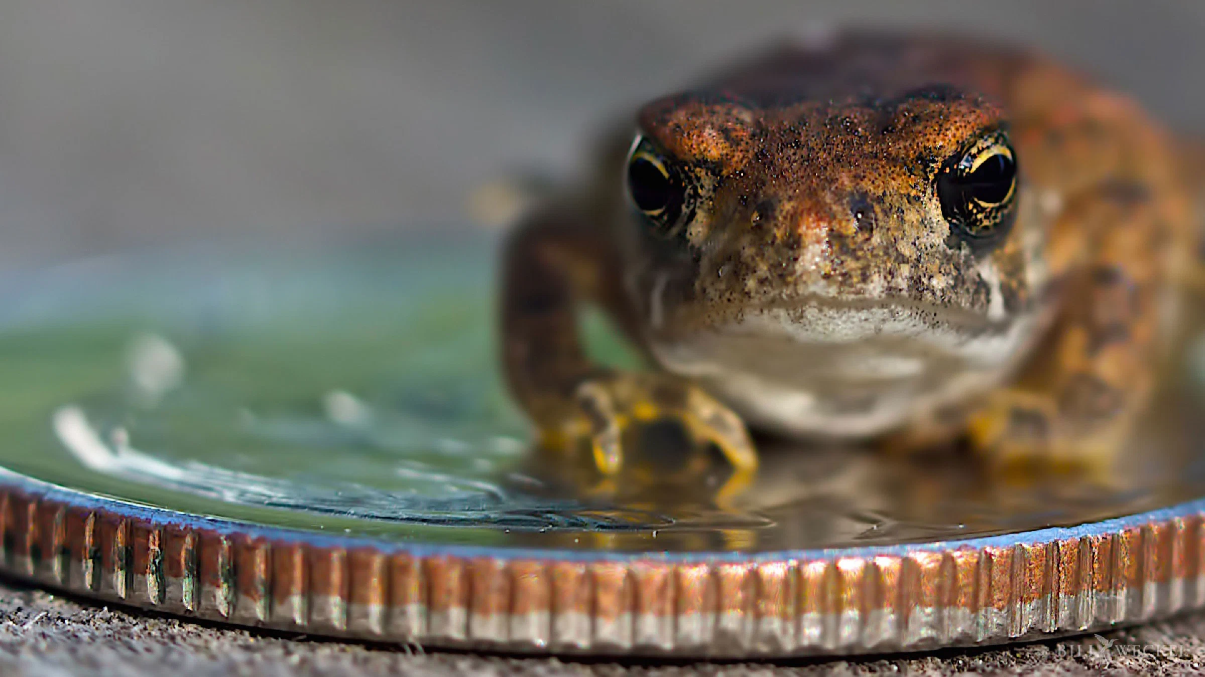 Toad on dime