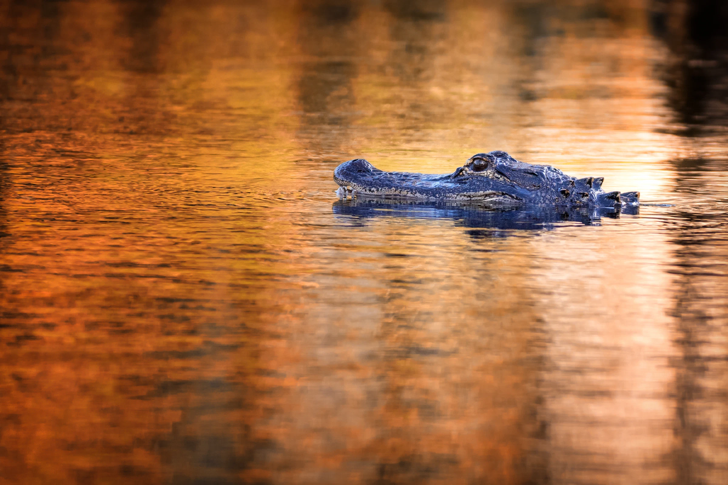 American alligator