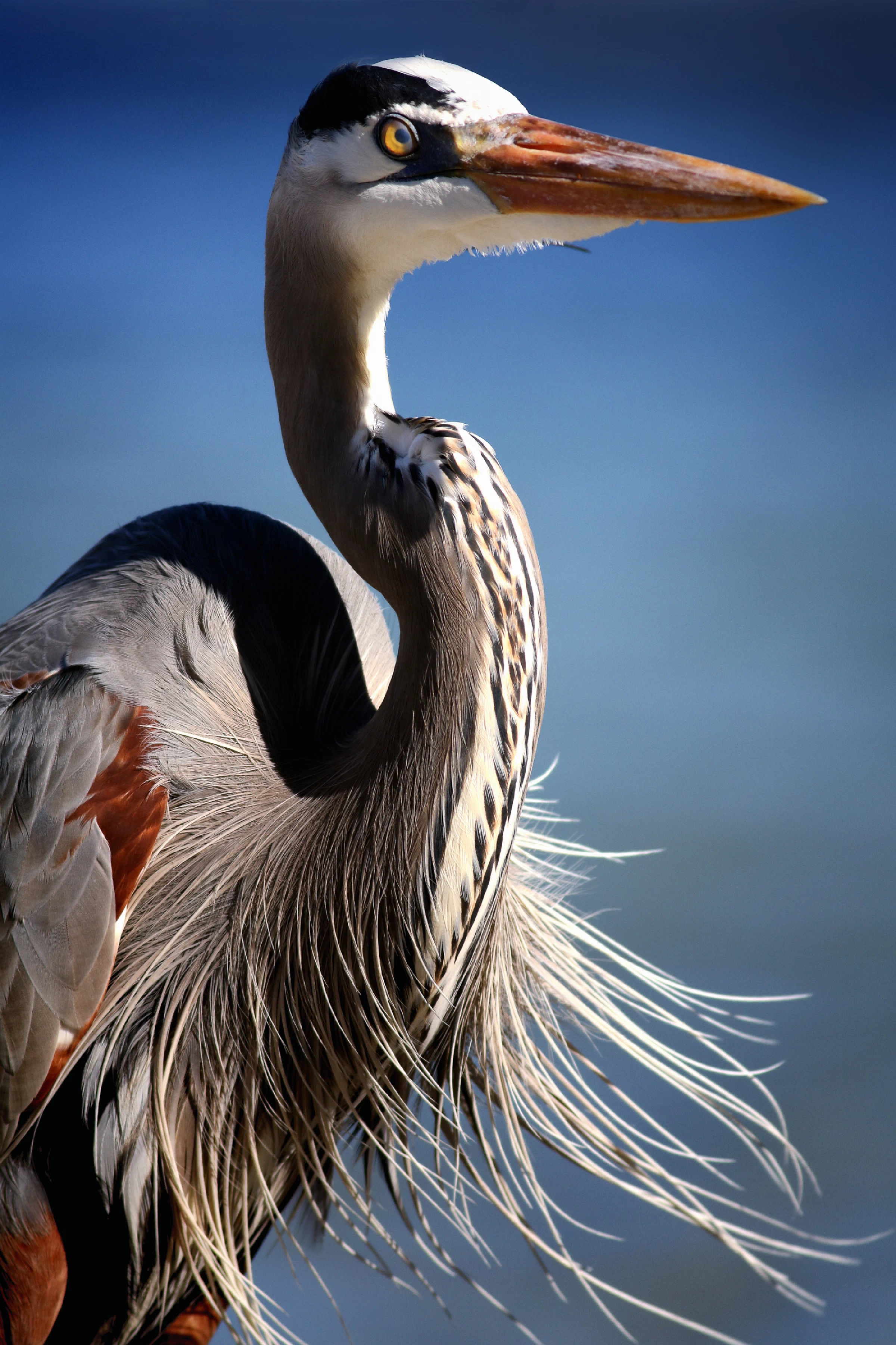 Great Blue heron