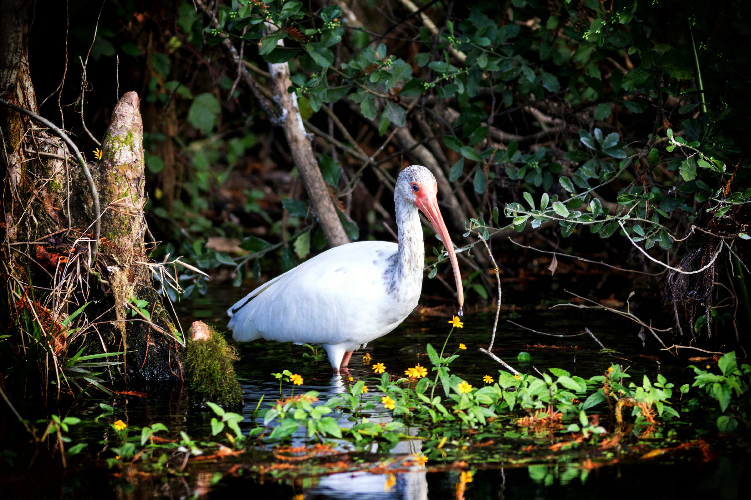 American white ibis