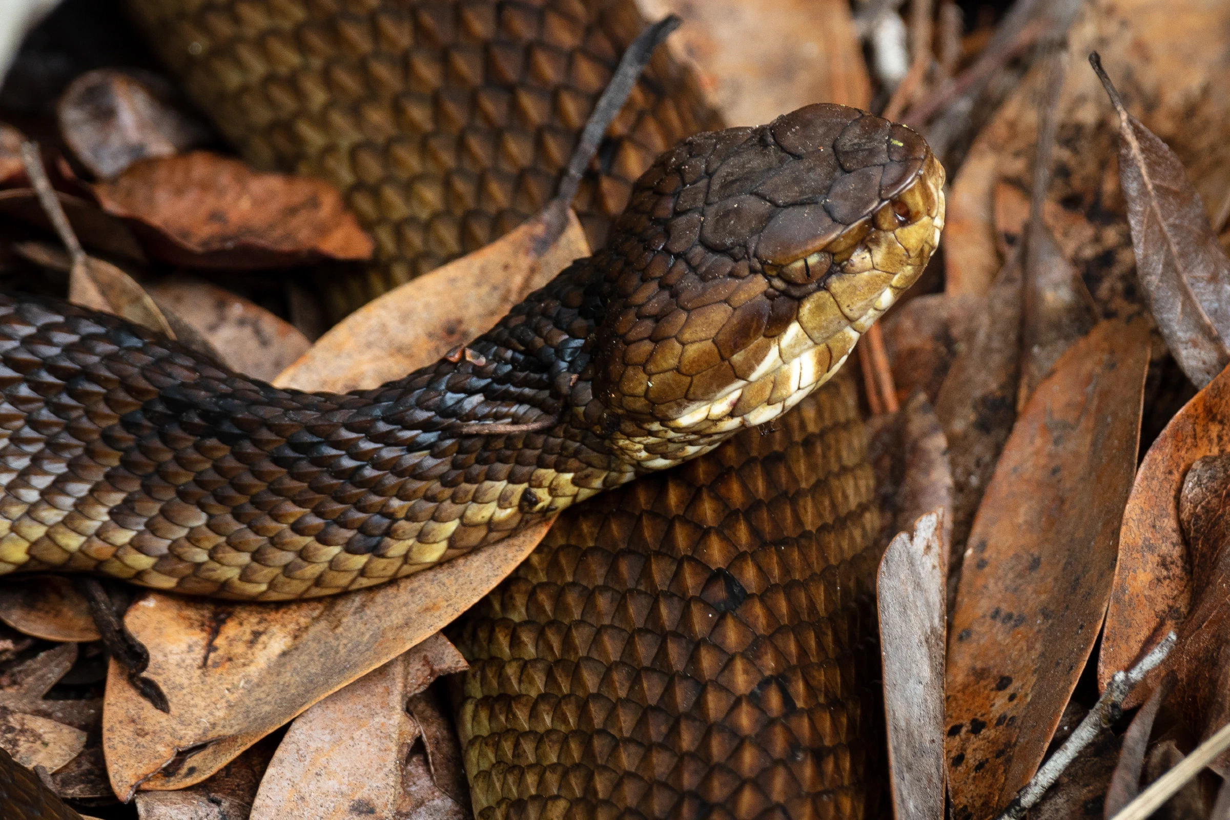 Florida cottonmouth