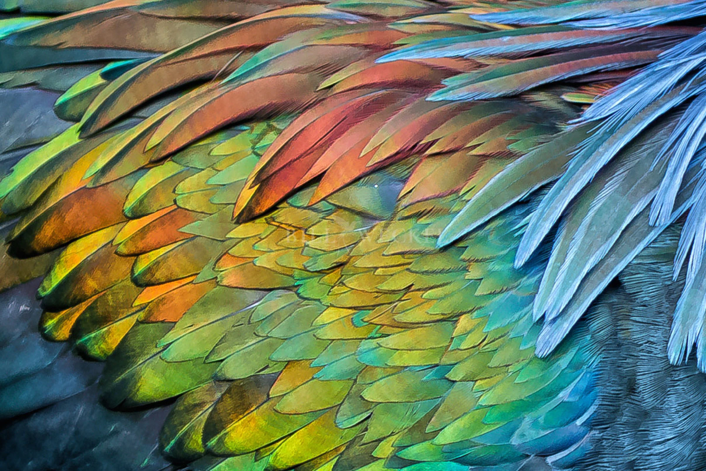 Plumage