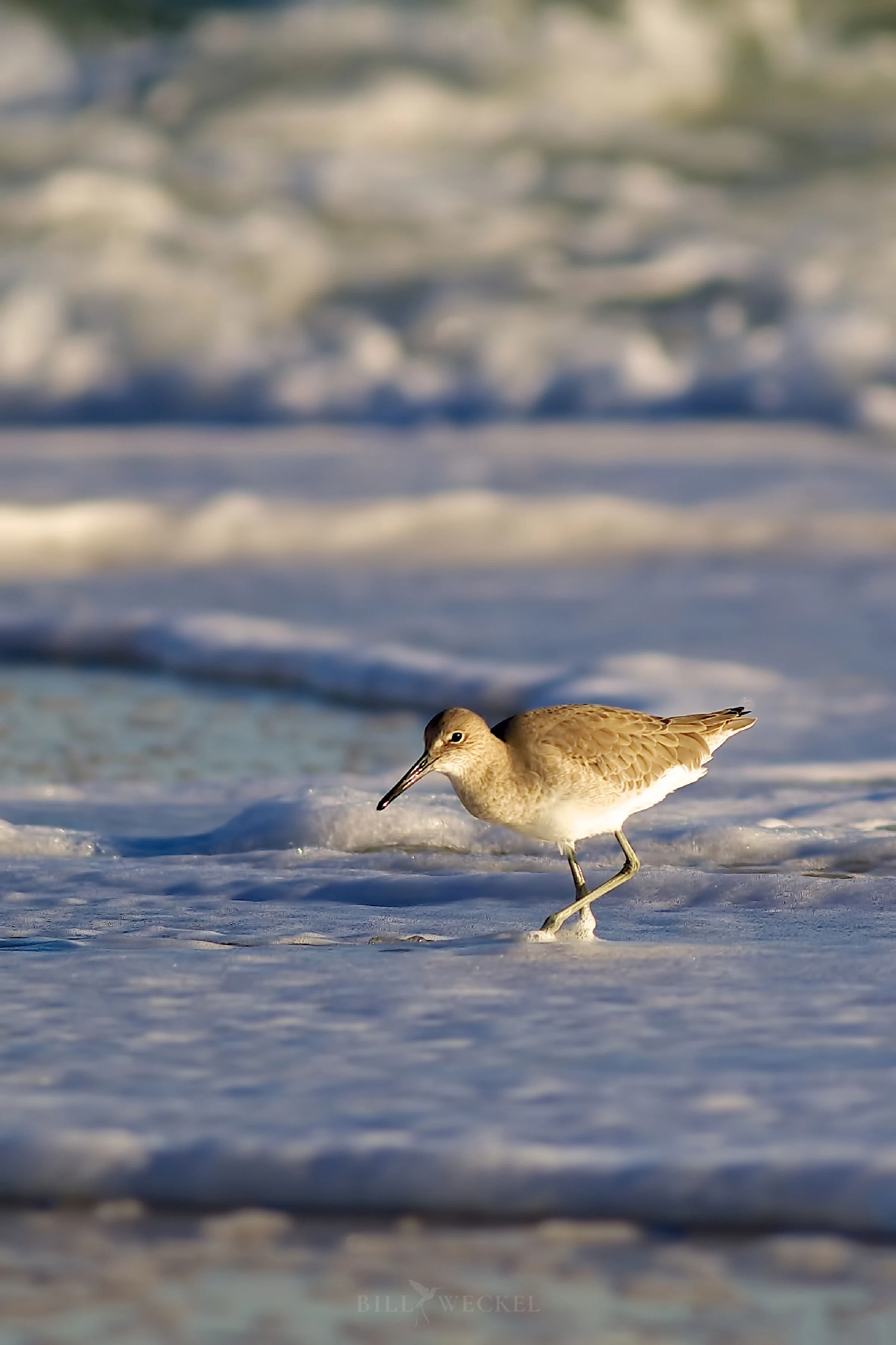 Willet