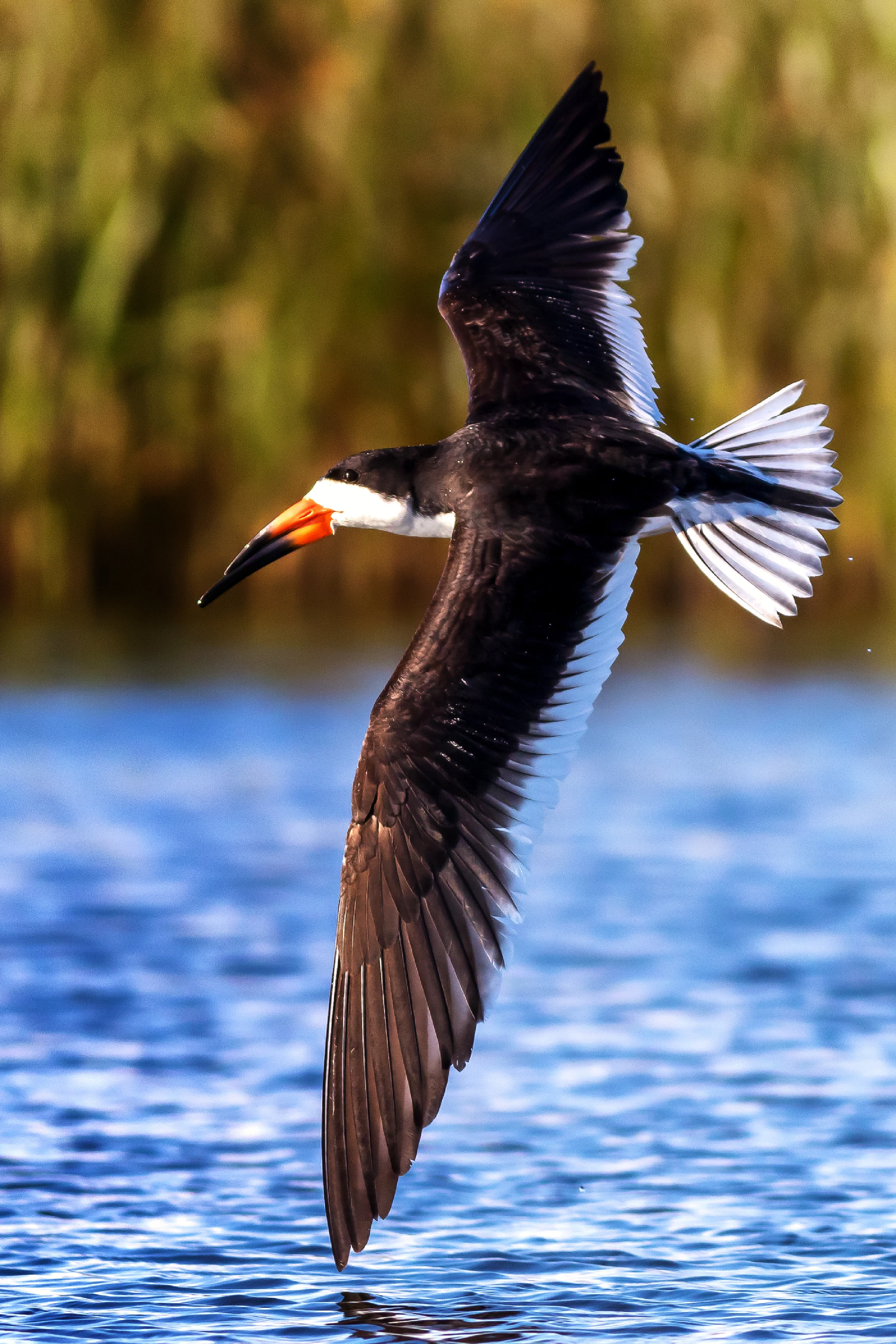 Skimmer