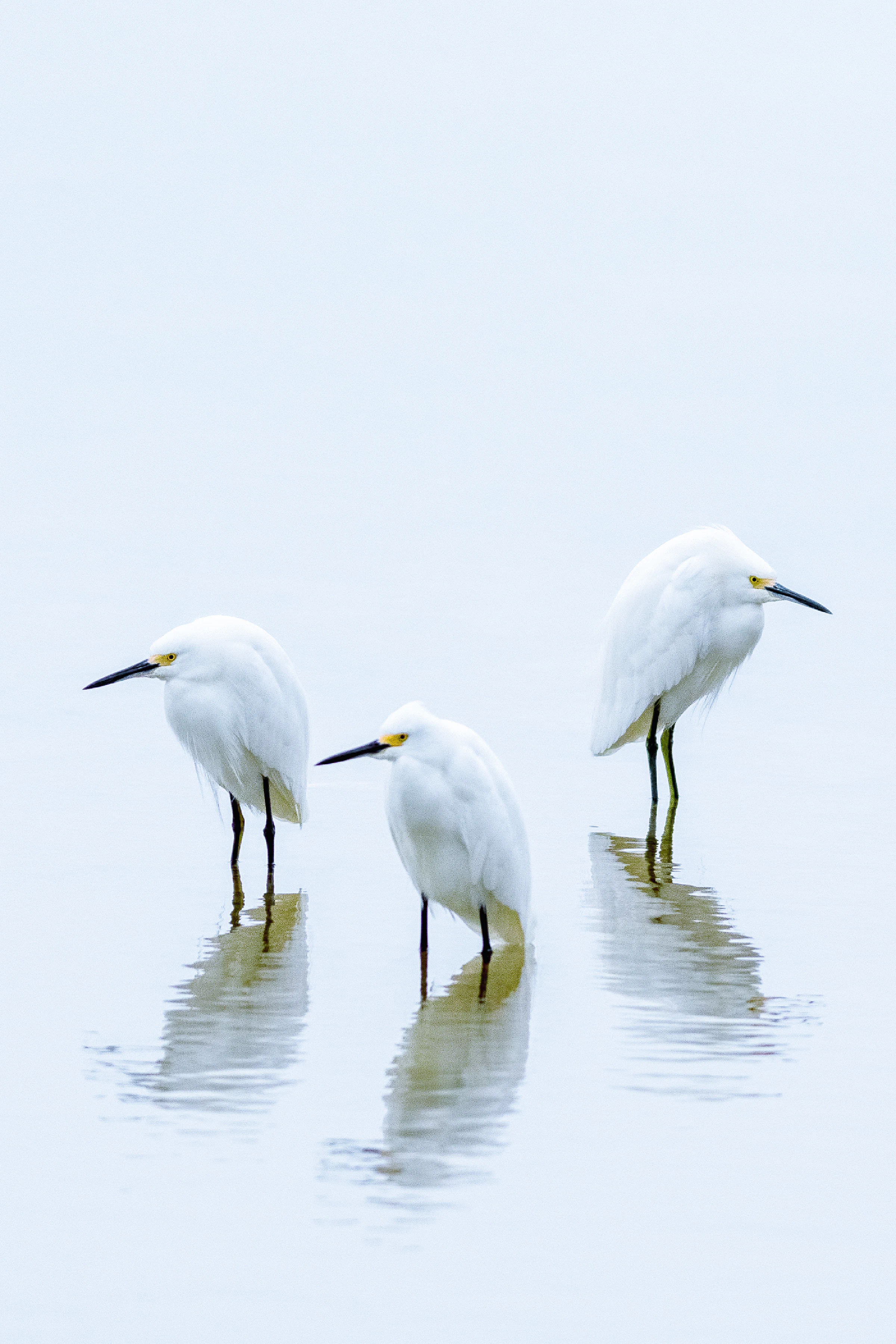Snowy egrets