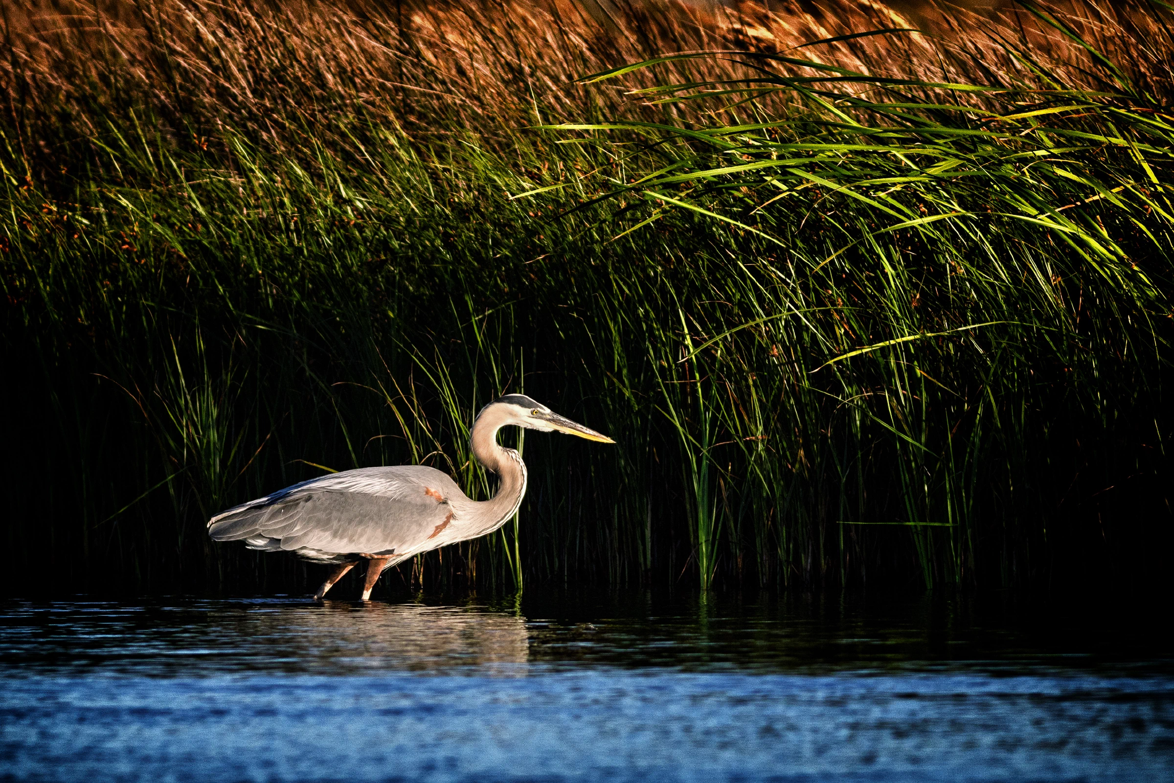 Great blue heron