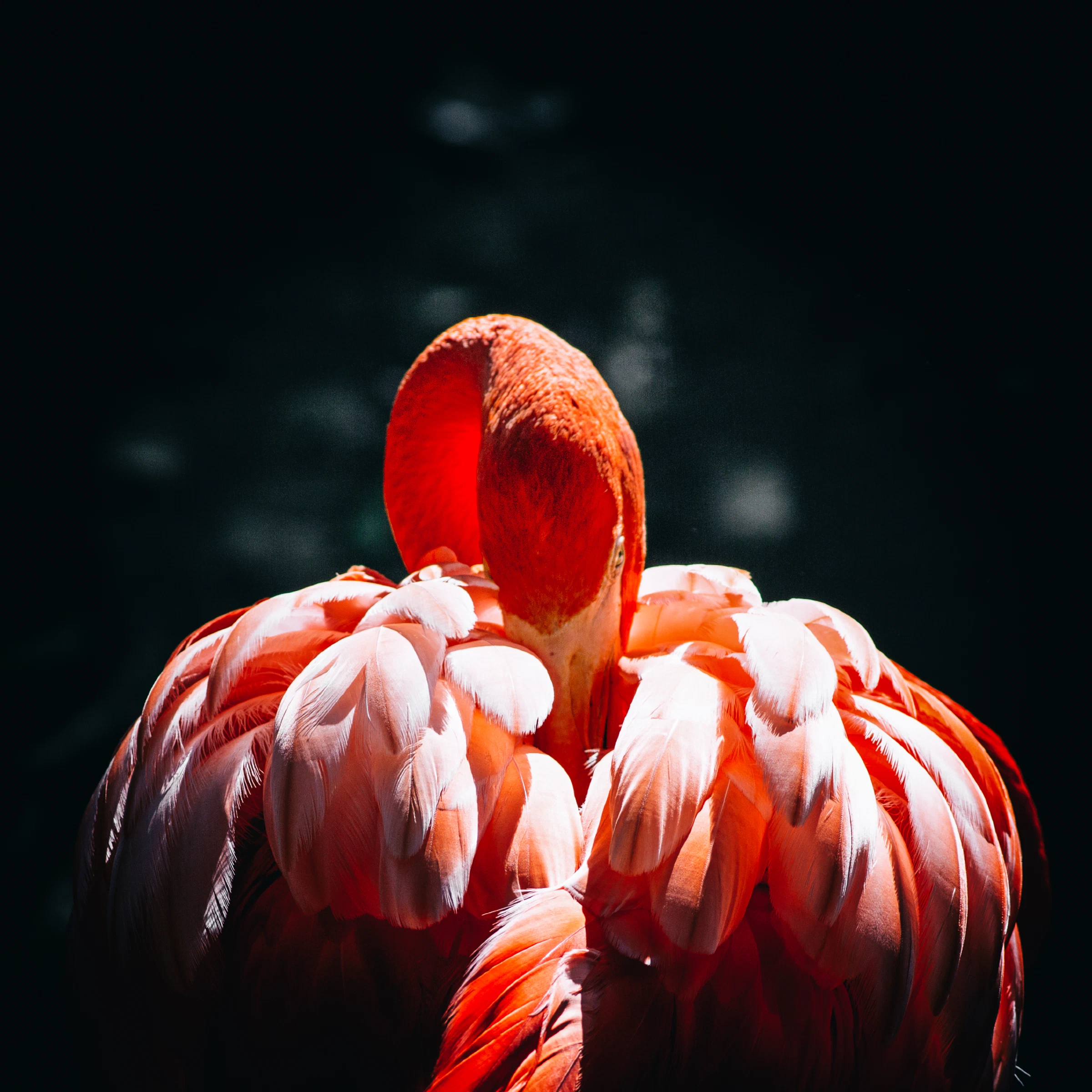 Pink flamingo
